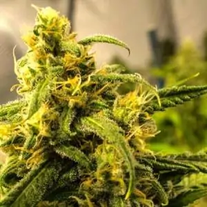 Big Bud Nirvana