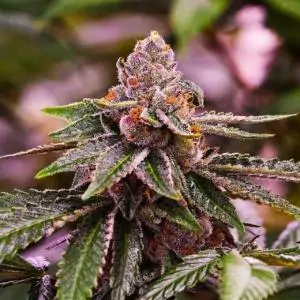 Girl Scout Cookies Nirvana