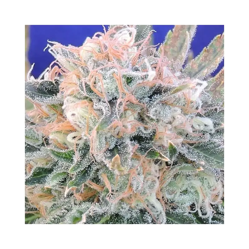 Auto Blueberry Ghost OG