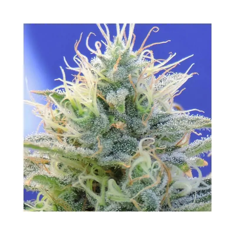 Auto Ghost OG