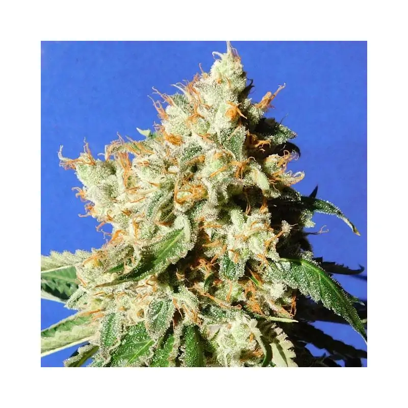 Blueberry Cookies Auto