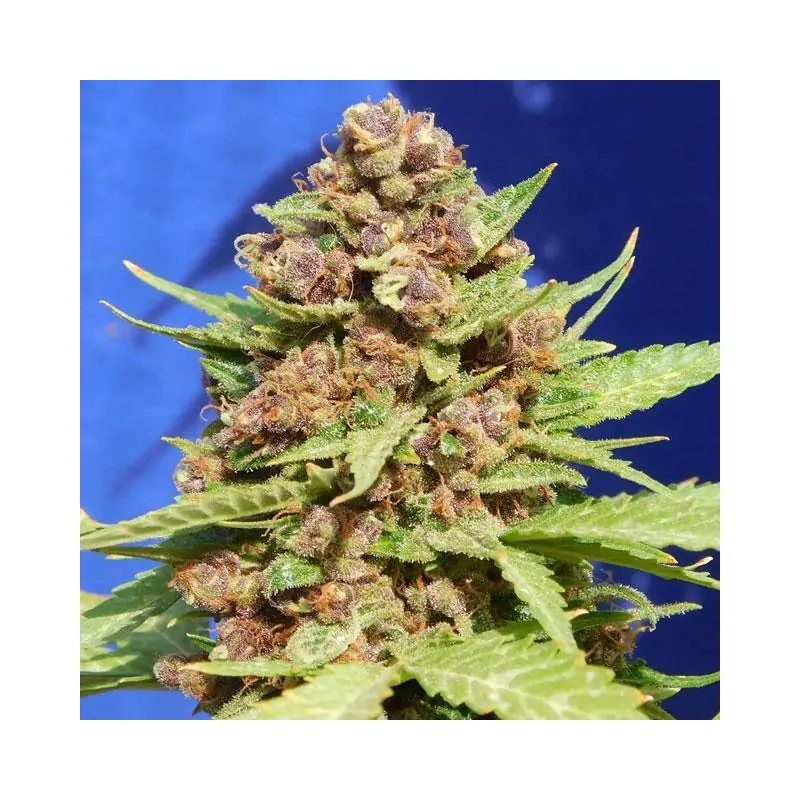 Purple Punch Cookies