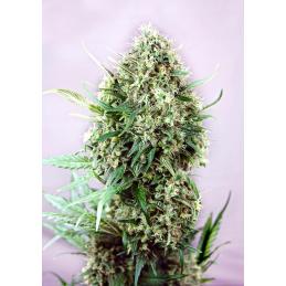 Jack Diesel