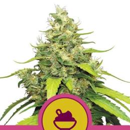 Blue Gelato