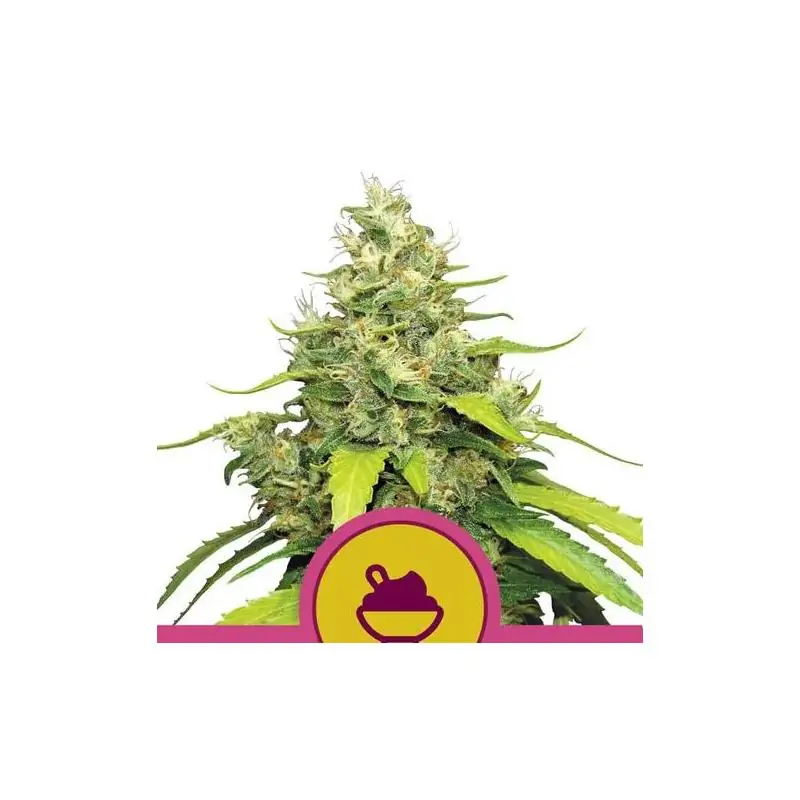 Blue Gelato