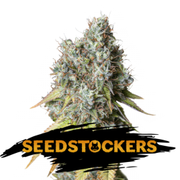 Auto Bruce Banner