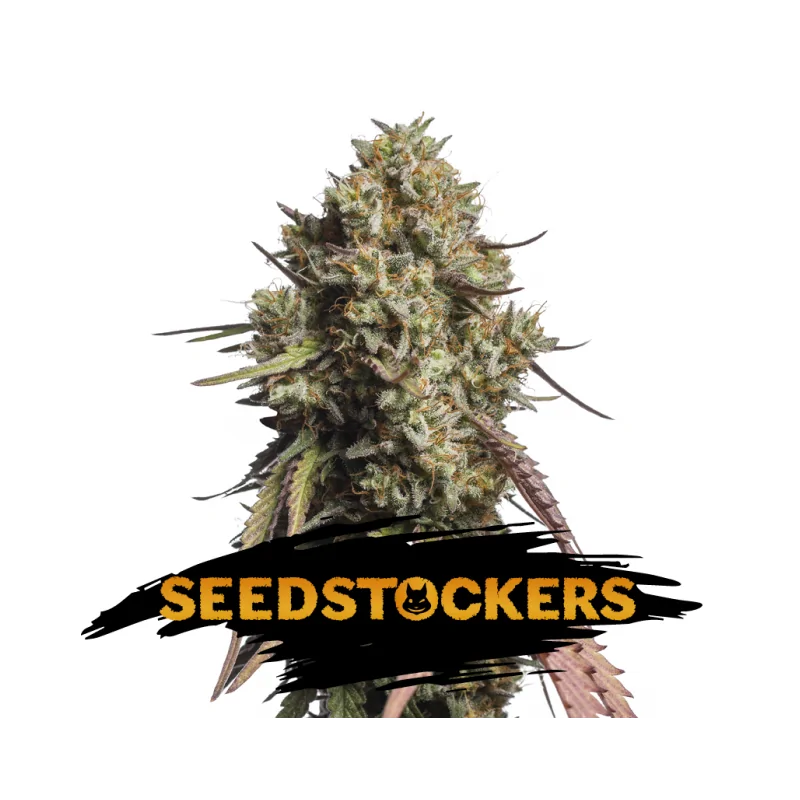 Auto Gorilla Cookies