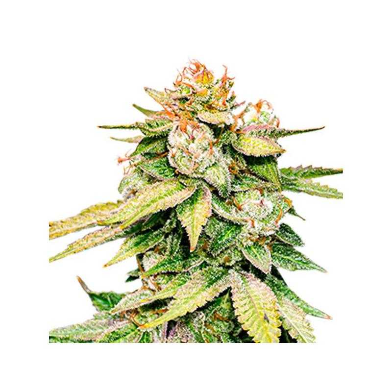 Auto Gorilla Glue Auto Gorilla Glue