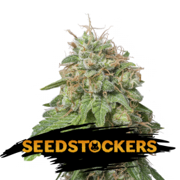 Auto Green Crack