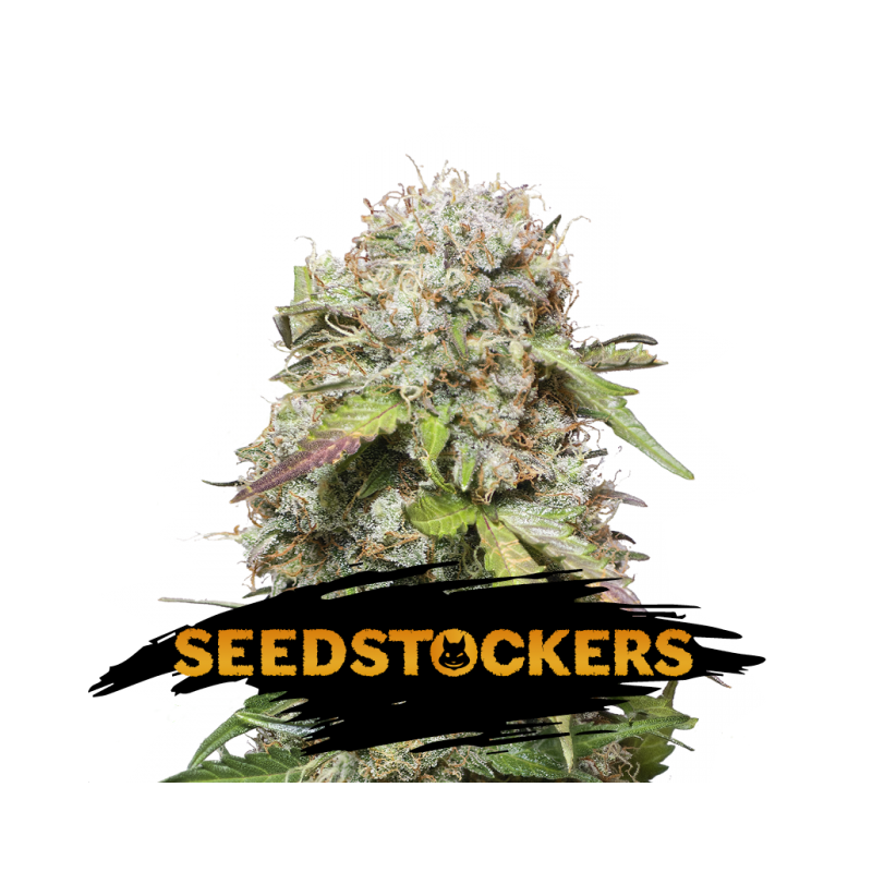 Auto Jack Herer Auto Jack Herer