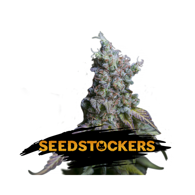 Auto Sour Diesel Auto Sour Diesel
