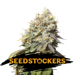 Bruce Banner