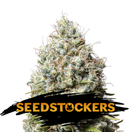 Jack Herer