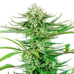 Cashew Kush