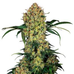 Aloha OG