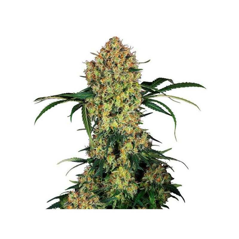 Aloha OG Aloha OG