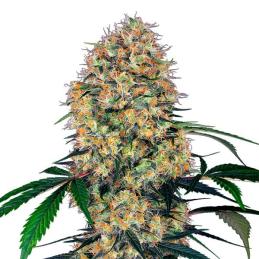Auto Sensi Amnesia XXL