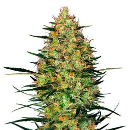 Auto Caramellow Kush