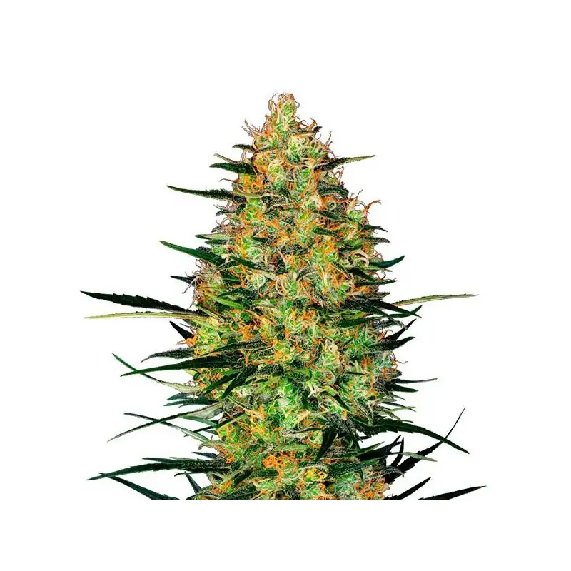 Auto Caramellow Kush