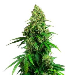 Auto Honey Melon Kush