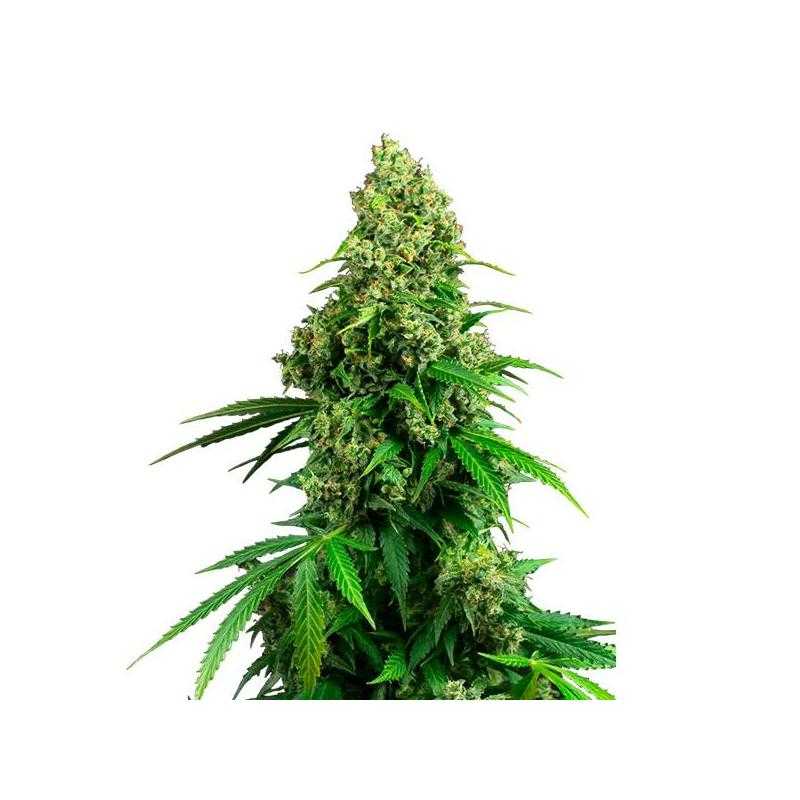 Auto Honey Melon Kush Auto Honey Melon Kush