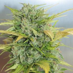 Auto AK 47