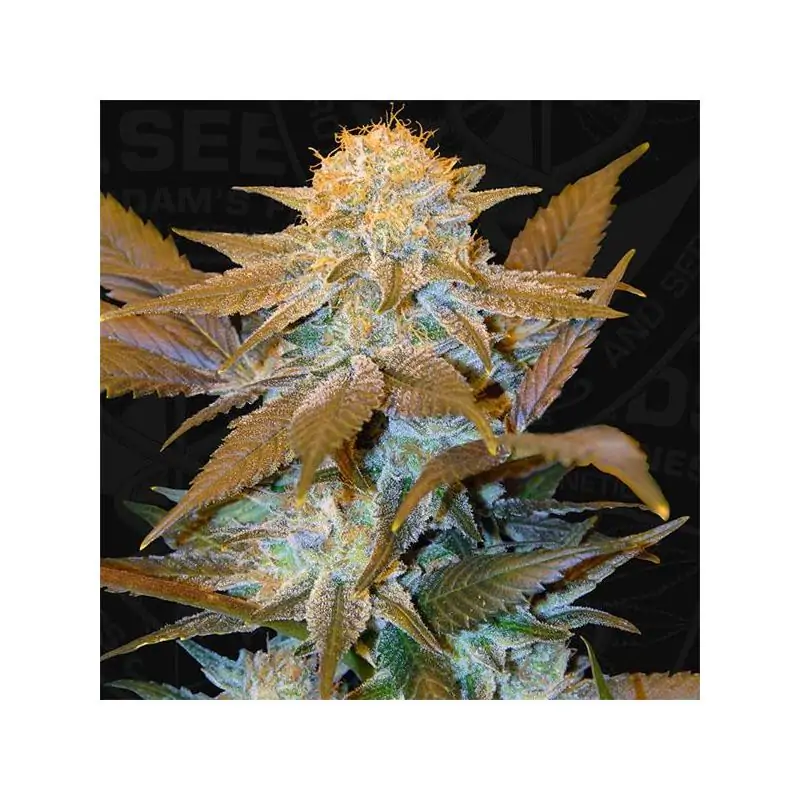 Critical Hog