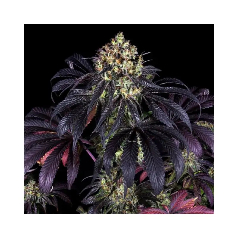 Stracciatela Do-Si-Dos x Strawbanana Cream