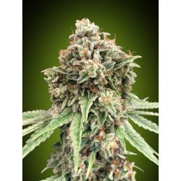 Sweet Critical Fast
