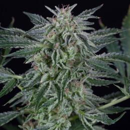 Auto Critical Jack
