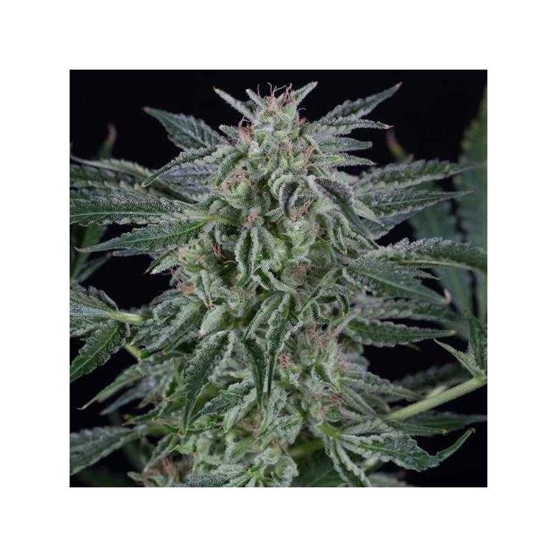 Auto Critical Jack Auto Critical Jack