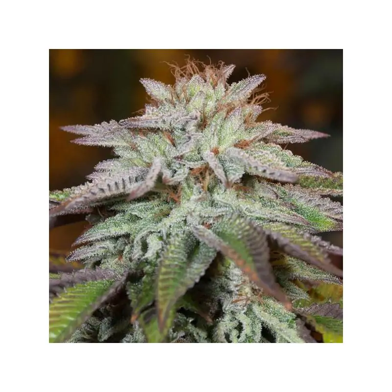 Auto L.A. Vanilla Cake