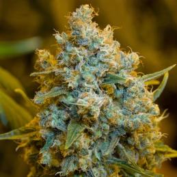 Critical Jack