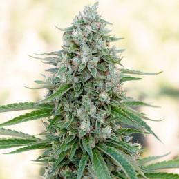 Critical Mango