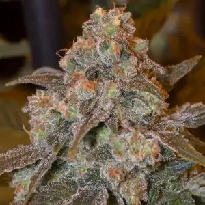 Gorilla Frost