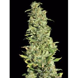 High level EVA SEEDS