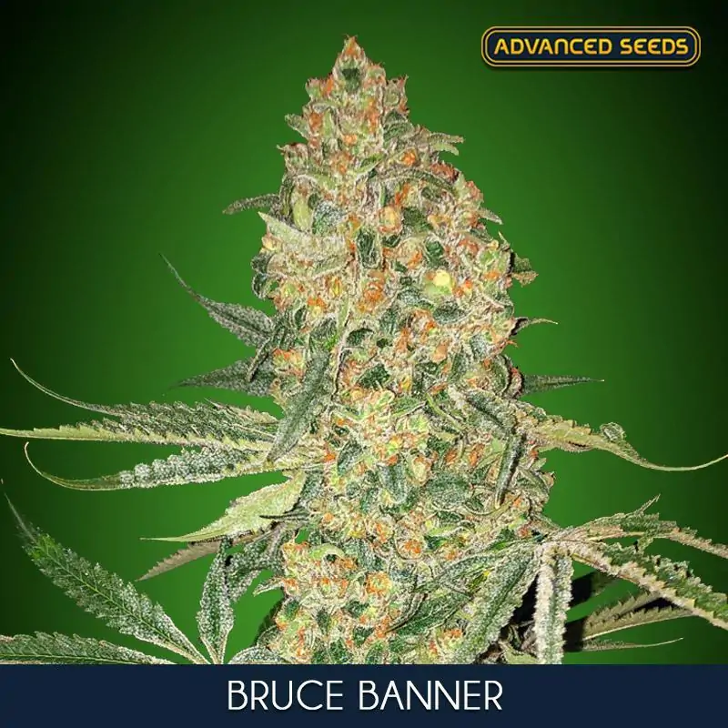 Bruce Banner