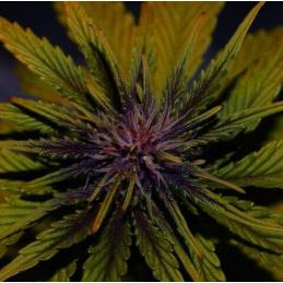 Auto Dark Rose CBD