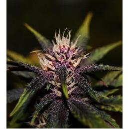 Auto Purplediol CBD