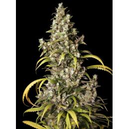 Monster EVA SEEDS