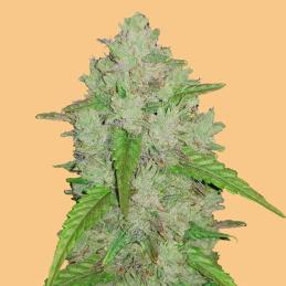 Auto Amnesia Haze