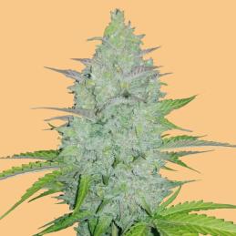 Auto Cheese