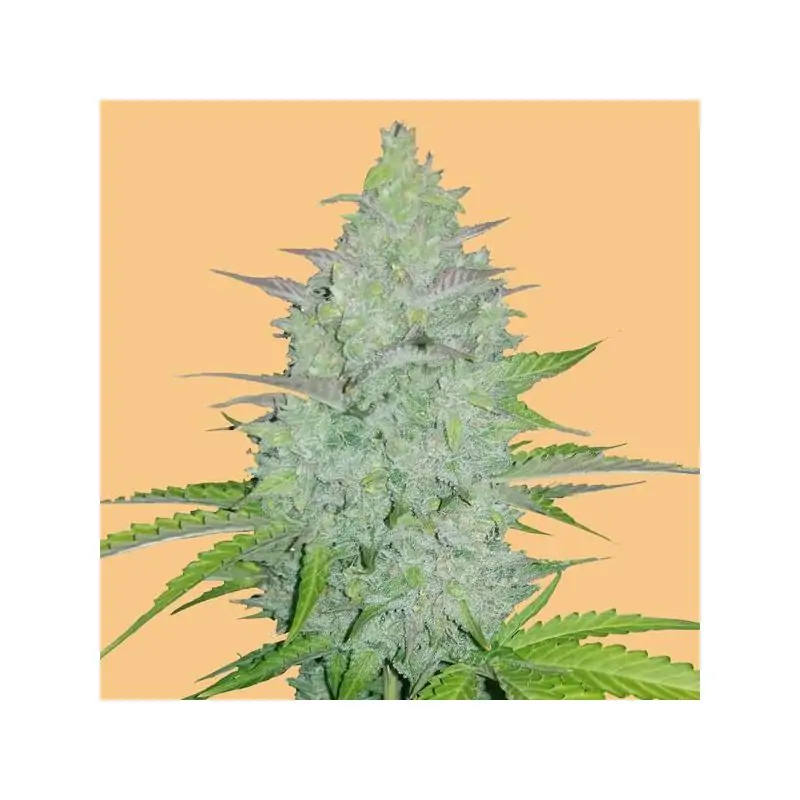 Auto Cheese