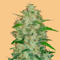 Auto Chemdawg