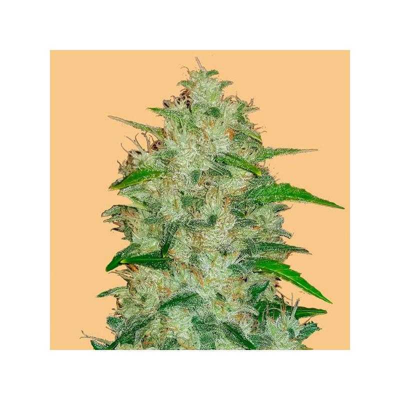 Auto Chemdawg Auto Chemdawg