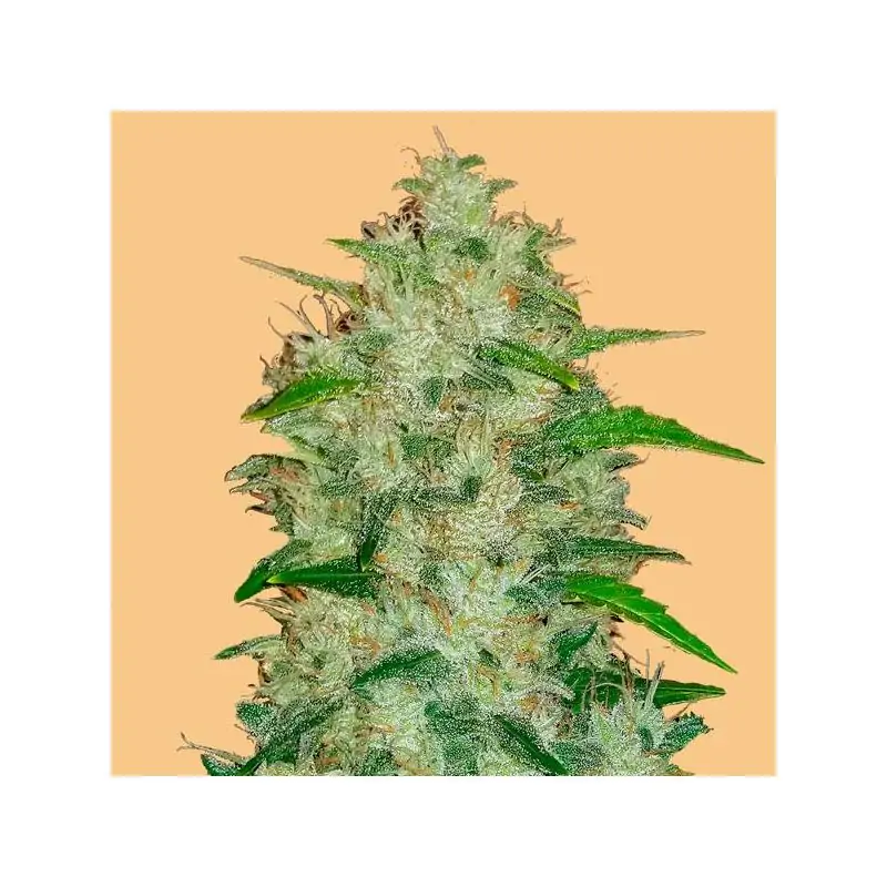 Auto Chemdawg