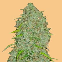 Auto Jack Herer