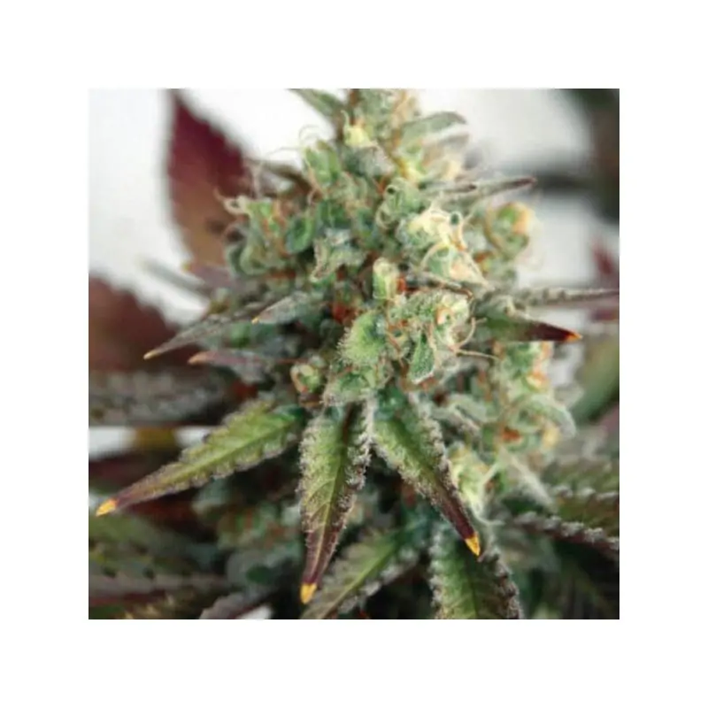 Auto Critical 2.0 XL