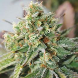 Auto Critical XXL