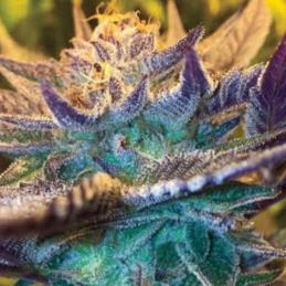 Auto Girl Scout Cookies